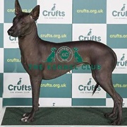 Xoloitzcuintle (Mex Hairless) INT