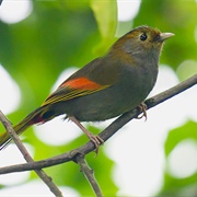 Grey-Faced Liocichla