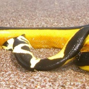 Yellow-Bellied Sea Snake