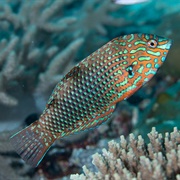 Ornate Wrasse