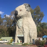 The Giant Koala
