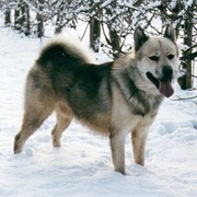 Greenland Dog