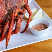 Red Rock Lobster (Jasus Edwardsii)