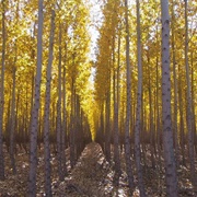 The Duplicative Forest (Permanently Closed)