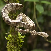 Amazon Tree Boa