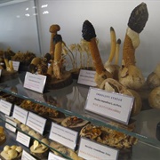 Museum of Mushrooms
