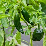 Poblanos