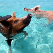 Pig Beach