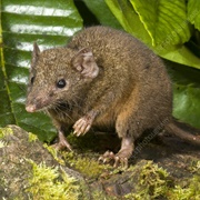 Rusty Antechinus