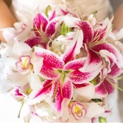 Orchids and Stargazer Lilies