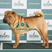 Shar Pei