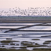 Wadden Sea, Denmark/Germany/The Netherlands