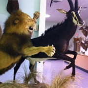 The Wildlife Sports and Educational Museum
