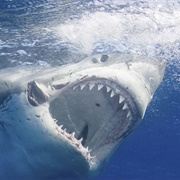 Great White Shark