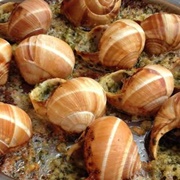 Northern Moon Snail (Euspira Heros)