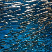 Sardine