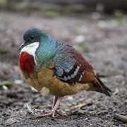 Mindanao Bleeding-Heart
