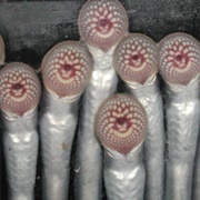 Lamprey-Mass Organism