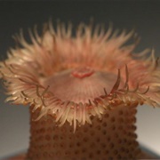 Blaschka Glass Sea Creatures (Permanently Closed)