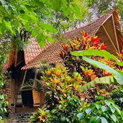 Rio Muchacho Organic Farm