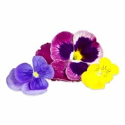 Pansy Petals