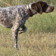 German Shorthaired Pointer