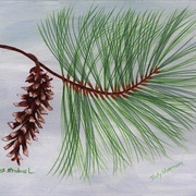 White Pinecone and Tassel