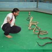 The Pattaya Snake Show, Thailand