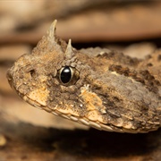 Horned Adder