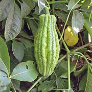 Oysternut (Telfairia Pedata)