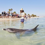Monkey Mia Reserve, WA, Australia