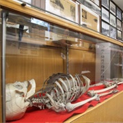 Skeleton of Jeff Davis