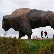 World&#39;s Largest Buffalo