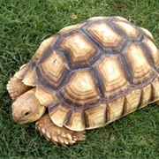 African Spurred Tortoise