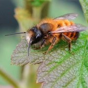 Mason Bee