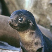 Baby Seals