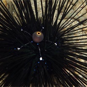 Black Long-Spined Sea Urchin