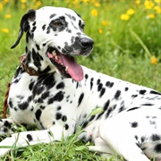 Dalmatian