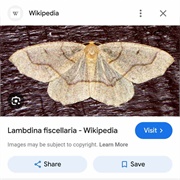 Hemlock Looper!!!!!!