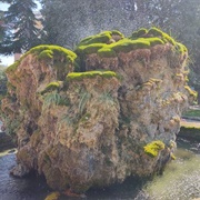 Fontana S Kornjačama (Fountain With Turtles)