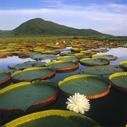 Pantanal, Brazil