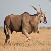 Common Eland