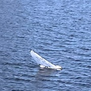 RC Sailboat