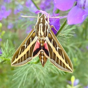 White-Lined Sphinx Moth