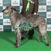 Deerhound