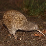 Stewart Island, New Zealand