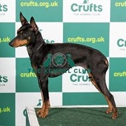 English Toy Terrier (Black & Tan)