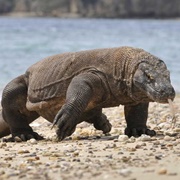 Giant Komodo Dragon