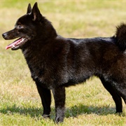 Schipperke