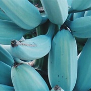 Blue Java Banana
